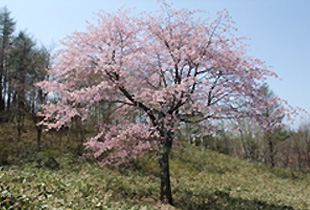 釧路の桜の開花は、本州に比べて約1ヶ月遅れ。例年、5月の連休後から咲き誇ります。