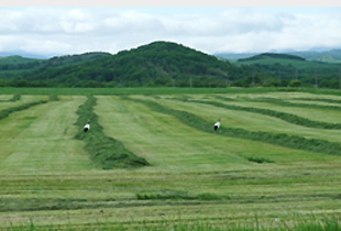 刈り取り後の牧草は、収穫し易い様にレーキで列にし収穫されます。